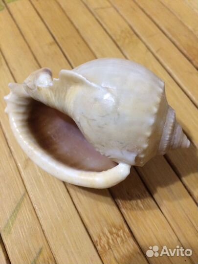 Раковины Индийский океан