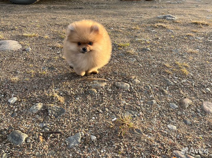Померанский шпиц стандарт