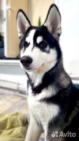 Выгулять собаку