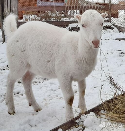 Козлики на племя