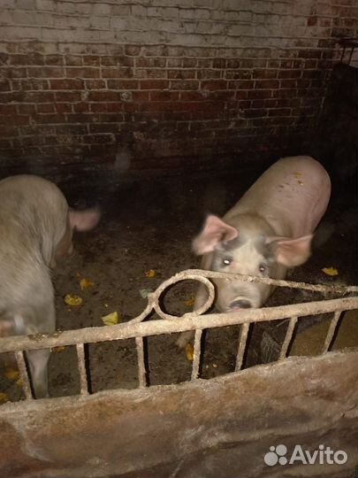 Матка и боров