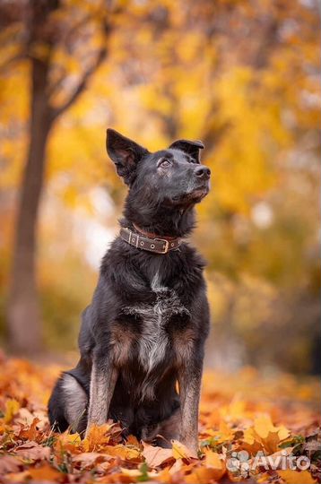 Собака Лима