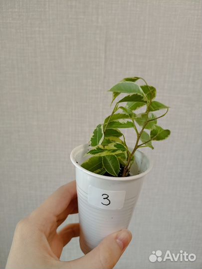 Фикус Бенджамина Кинки