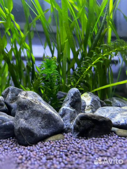 Аквариумные водоросли, рыбки Гуппи, улитки