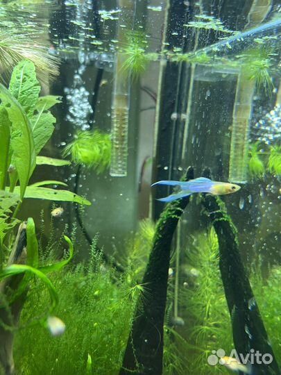 Аквариумные рыбки гуппи