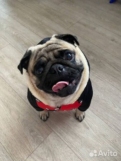 Вязка собак мопс