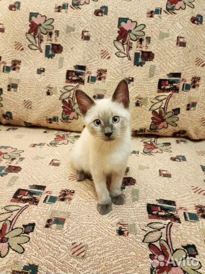 Котята сноу-шу 2,5 мес