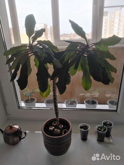 Молочай (растение). Бесплатно