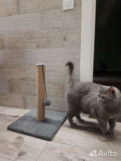 Когтеточка