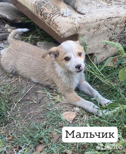 Отдам щенков