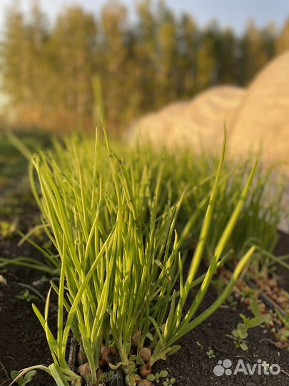 Укроп и зеленый лук от 1 кг