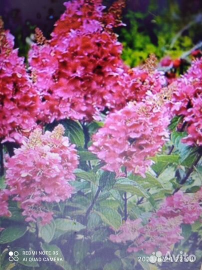 Гортензия метельчатая