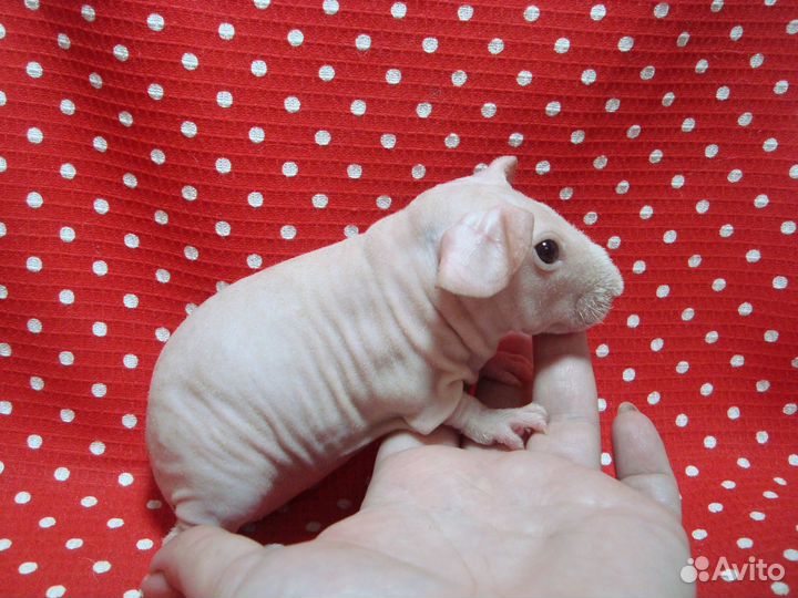 Морская свинка скинни