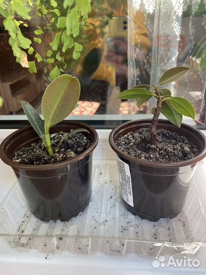 Фикус кустовой