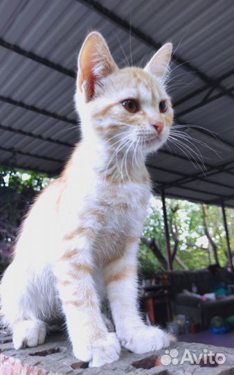 Персиковая девочка с янтарными глазами