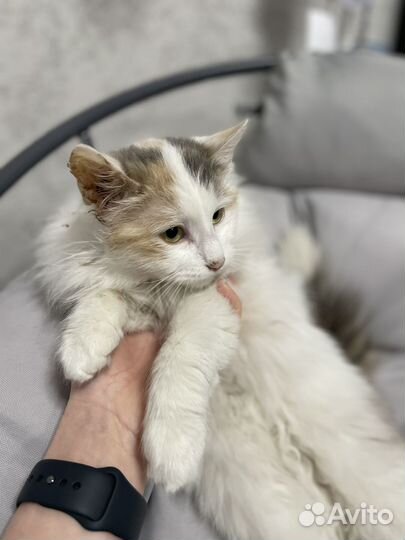 Трехцветная кошечка
