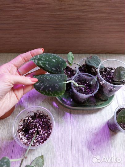 Сциндапсус Пиктус