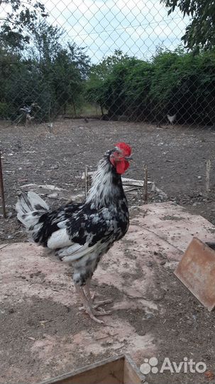 Молодые петухи