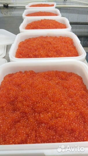 Свежая Красная Икра 2023 года оптом и в розницу