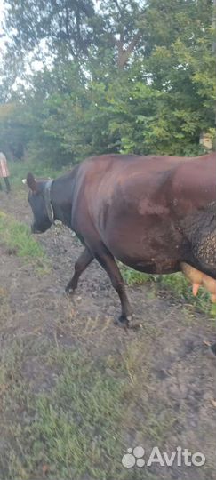 Корова стельная дойная