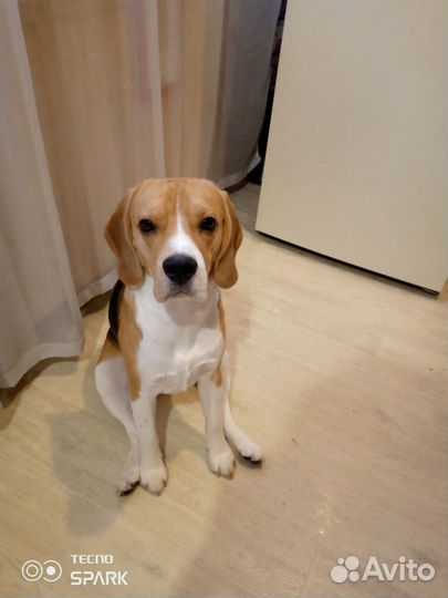 Бесплатно Вязка кобель бигль