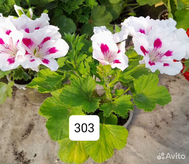 Королевская пеларгония