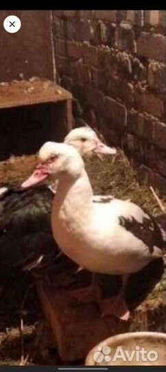 Индоутки,Селезень индоутки