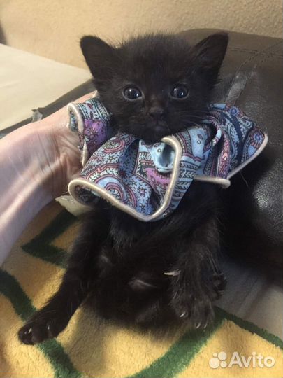 Котенок Сказка