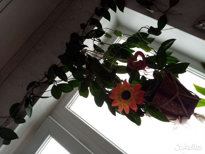 Комнатные цветы, в горшках