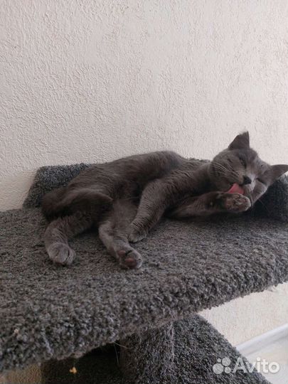 Молодая кошечка ищет дом