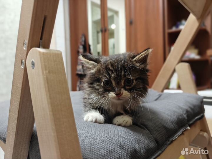 Котята в добрые руки даром