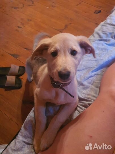 Щенок метис Барни 4 месв добрые руки бесплатно