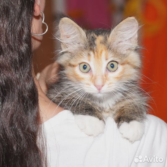 Котенок в добрые руки