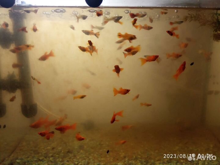 Моллинезии, Гуппи