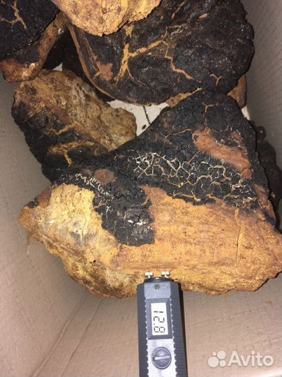 Гриб Чага Берёзовая с Алтая