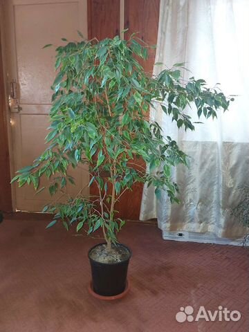Фикус бенджамина большой