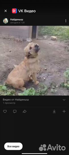 Умер хозяин,некуда идти
