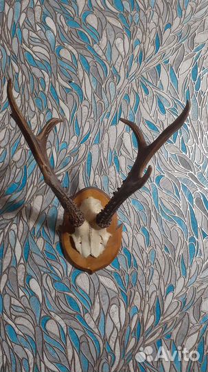 Рога косули большие на медальоне