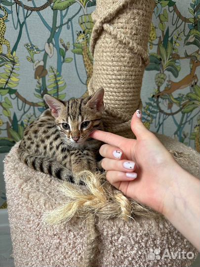 Бенгал F1. 2 месяца, ручной