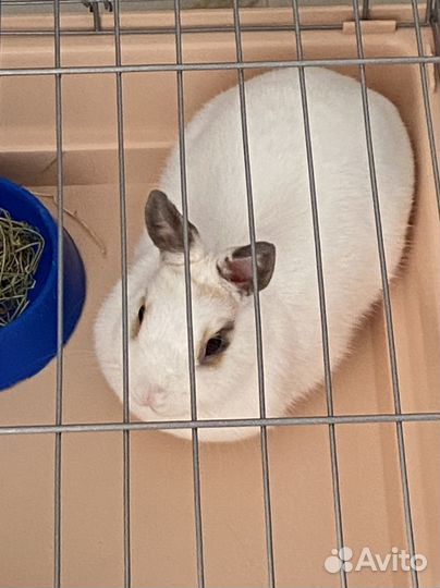 Мини-кролик