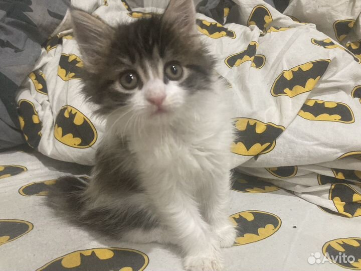 Котята мейн-кун смесь с курильский бобтейл