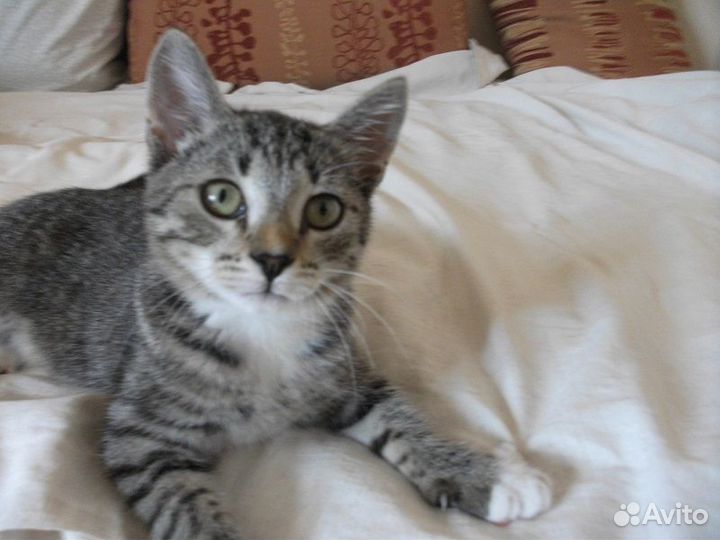 Котенок в добрые руки