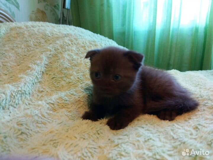 Шотландский вислоухий кот