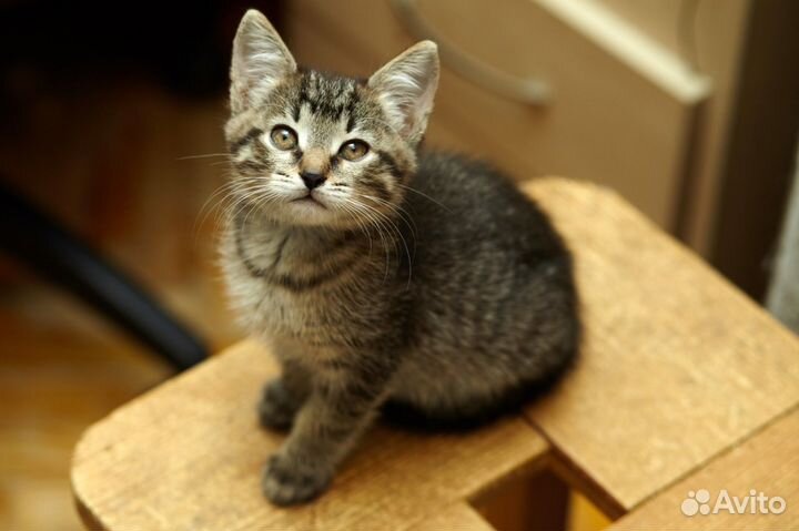 Котёнок Кексик в дар