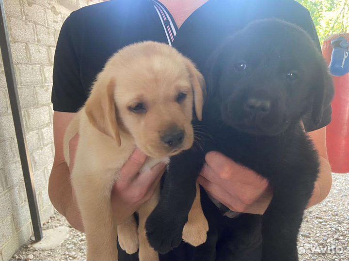 Щенки лабрадора
