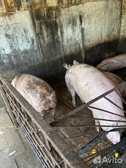 Поросята, свини, мясо