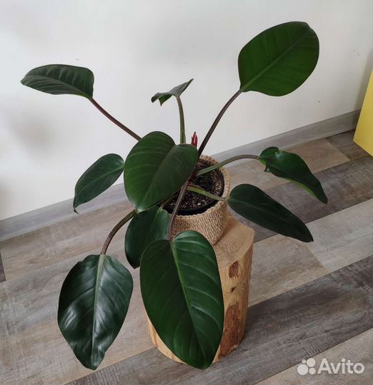 Филодендрон