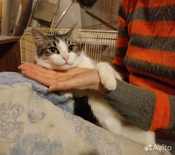 Котенок Снежка, игривая, ласковая. Стерил.Приют