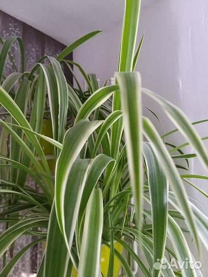 Хлорофитум