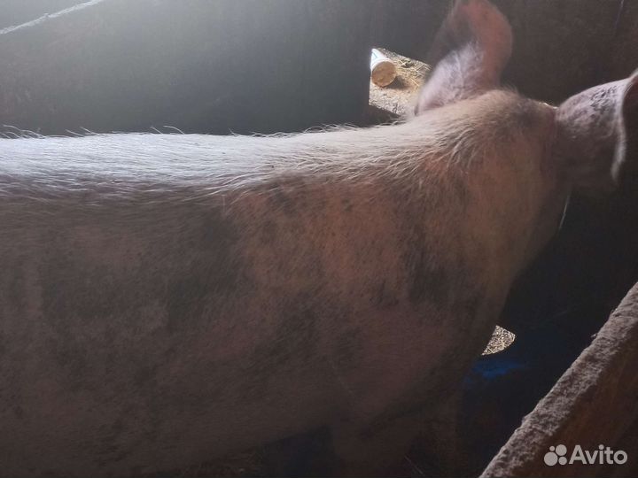 Продам хряка